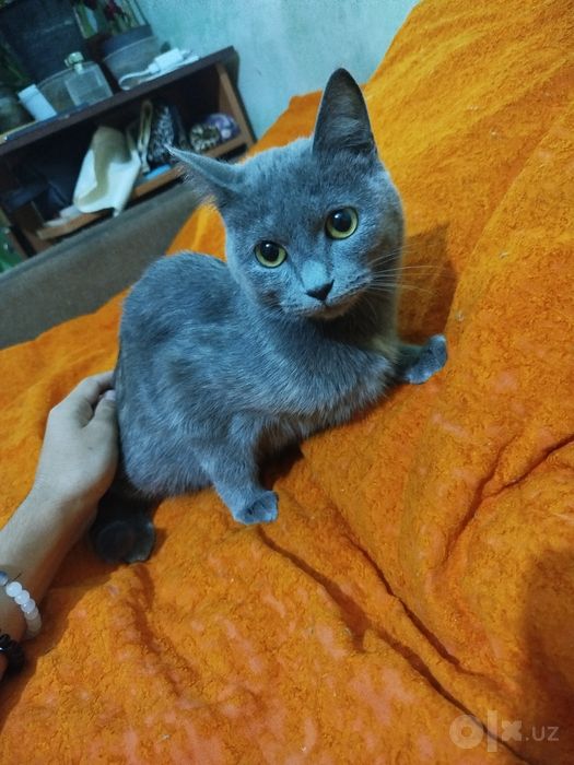 Отдадим котят, маленьких, в хорошие руки!