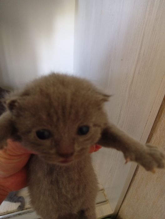 Продаются котята