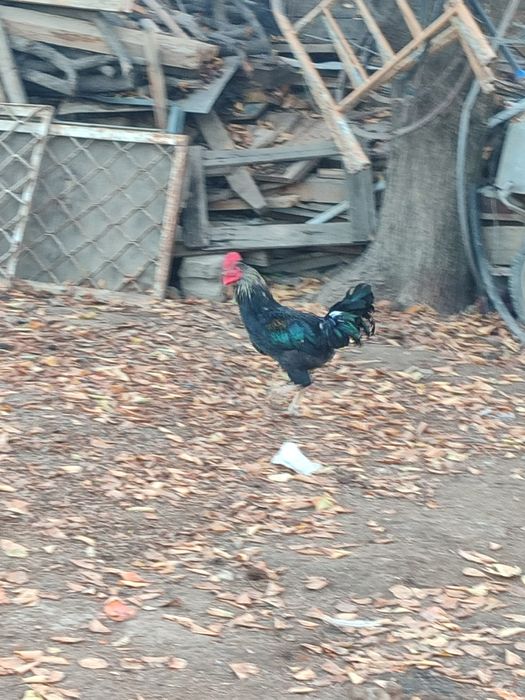 Осы 2 қораз сатылады