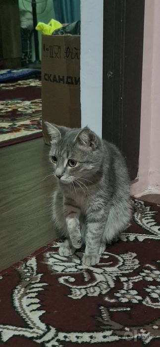 Kulrang tabby mushugi