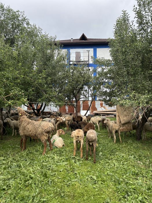 Курбан Айт Кой , Токты