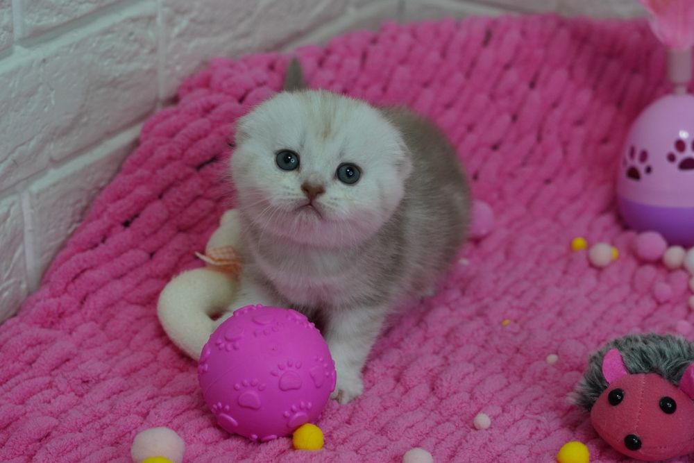 Вислоухие котята