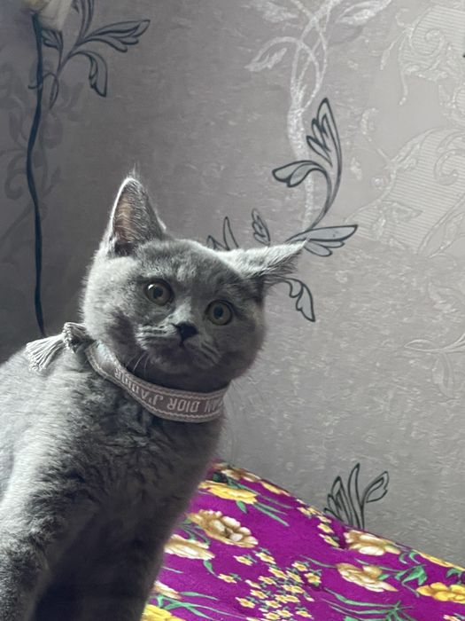 British shorthair