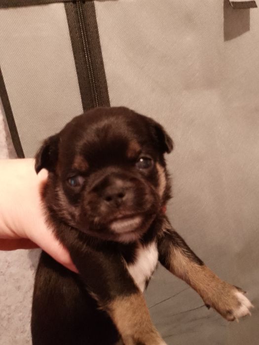 Готовятся к продаже щенки чихуахуа