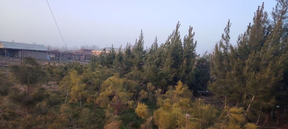 Archa har xil manzarali daraxtlar