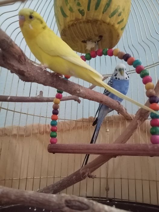 Tõtiqushlar / Qushlar