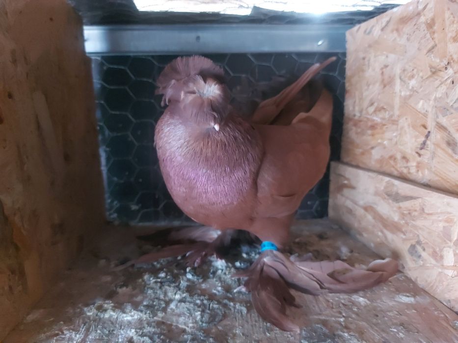 Porumbei jucatori de botosani