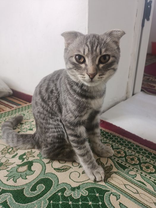 Кошка вислоухий.