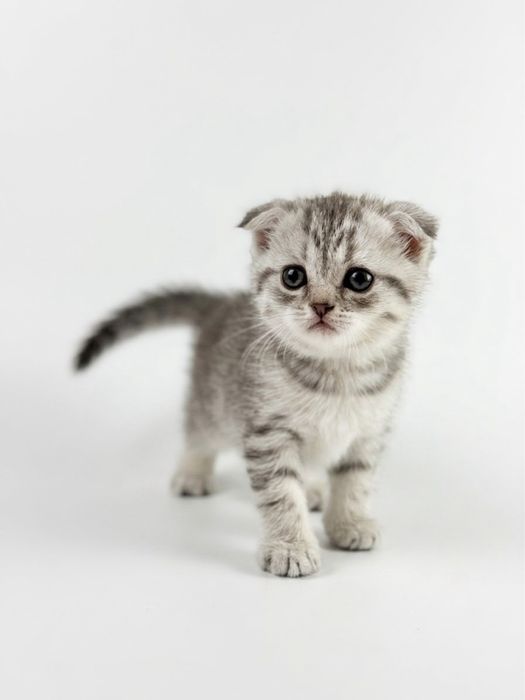 продам шотланских котят