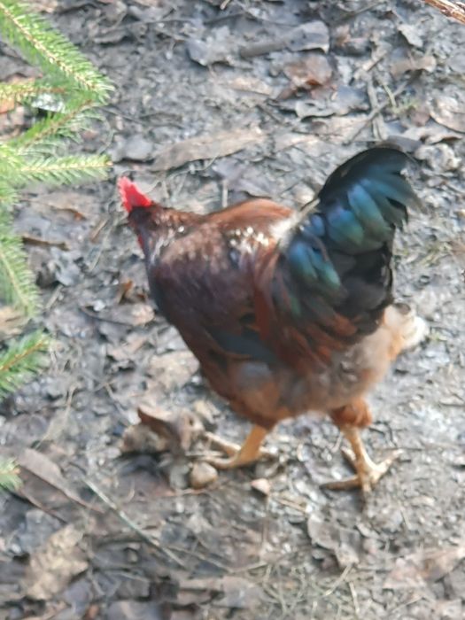 Pers fiz Vand cocosi