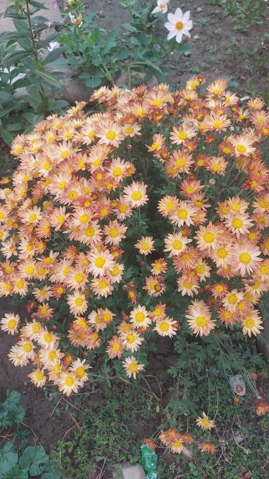 Продам хрезонтему мультифлора 1куст по 1500:2000