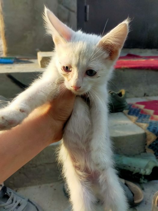 Отдадим бесплатно котят.