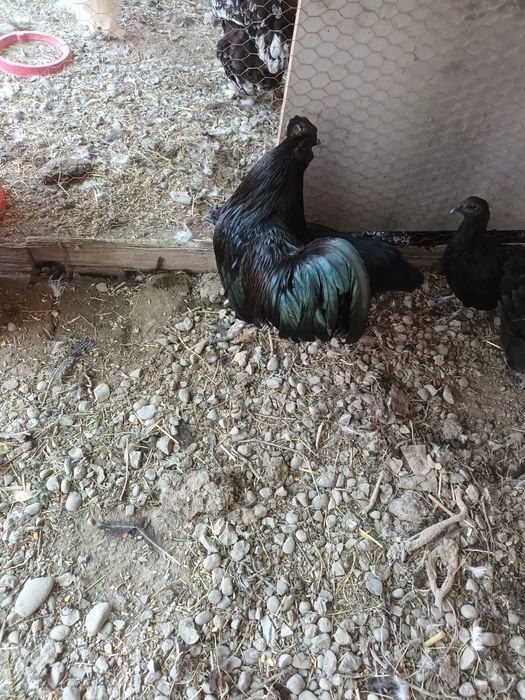 Pereche Ayam Cemeni