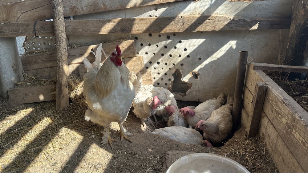 8 тауық 1қораз сатылады