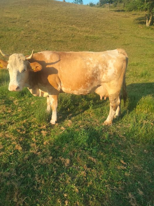 Vând vaca Bălțata românească