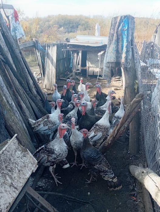 Vând curci și curcani