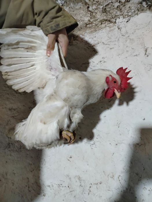 Продам петухов породы Адлер