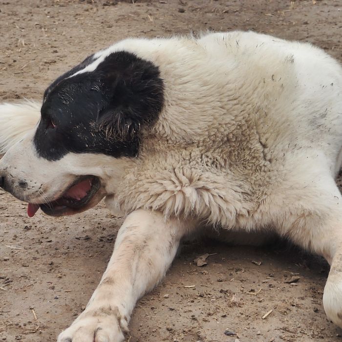 Сатылады тез арада еркек