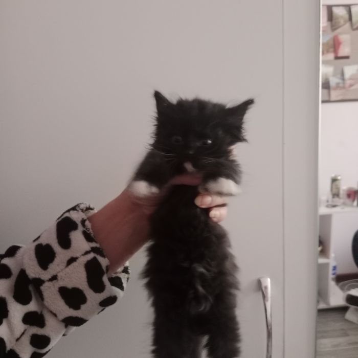 Отдам котят в хорошие руки