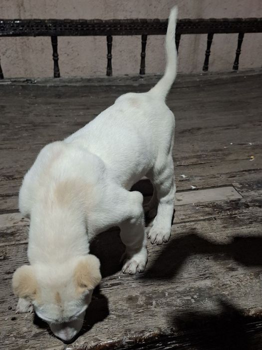 Toza zotli Alabay Buxoroda davrada yutib yuborgan itni bolasi