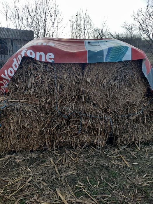 Vând baloti de tulei!