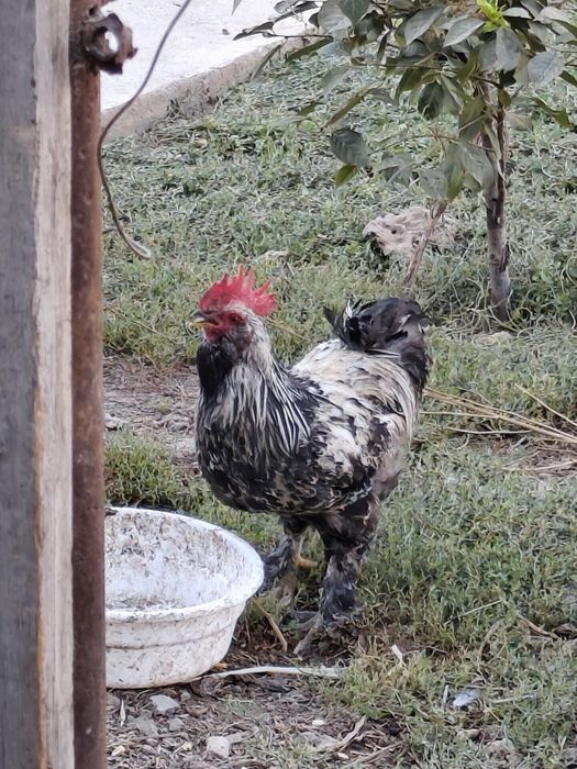 Xoroz sotilasi Yapon xorozi