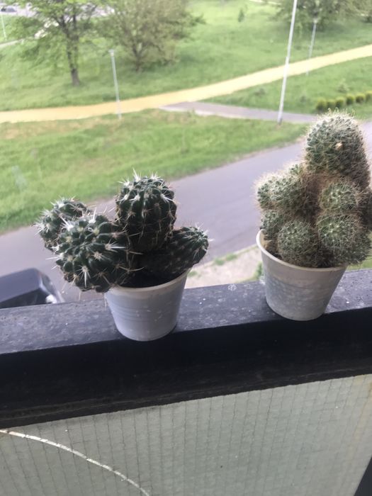 Дърво на живота, алое, ешеверия, каланхое, кактуси