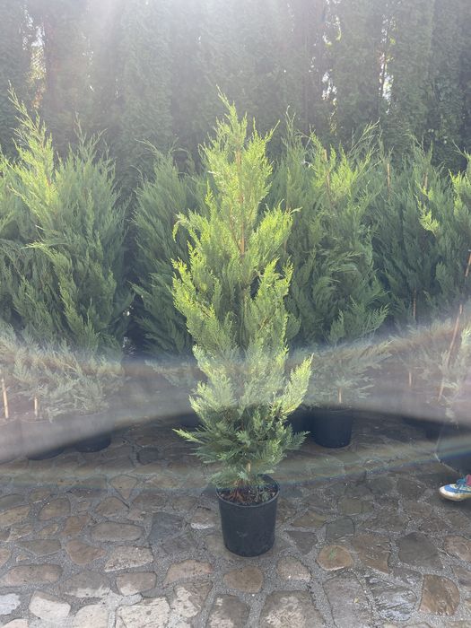 Leylandii de la 1m la 280cm
