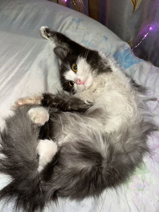 Отдам в добрые руки