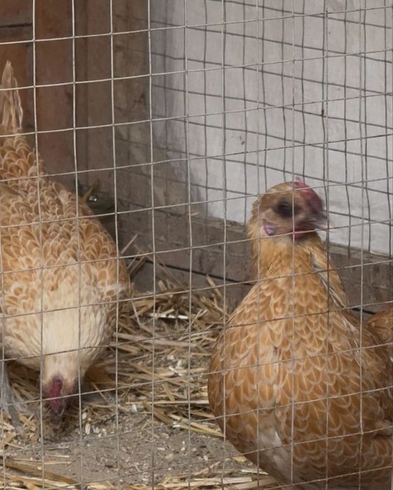 Sibirayt Shouma zotli tovuq tuximlari sotiladi
