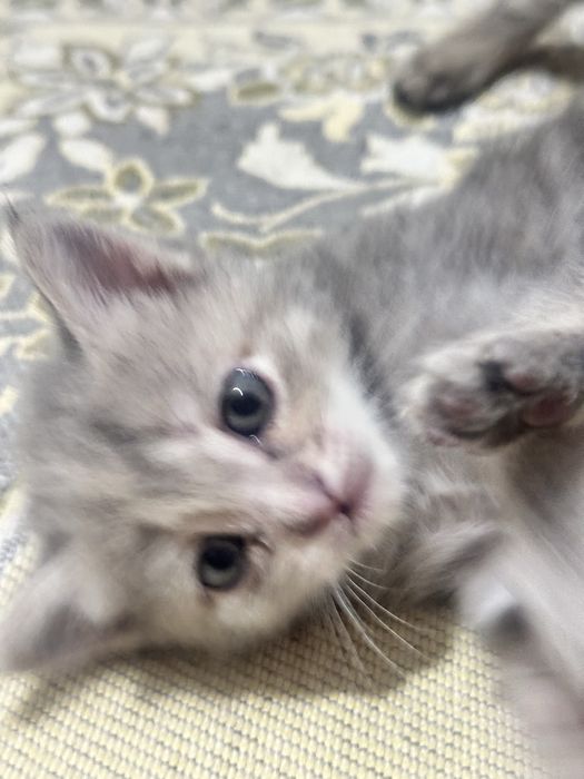 Продам котят. На хорошие руки