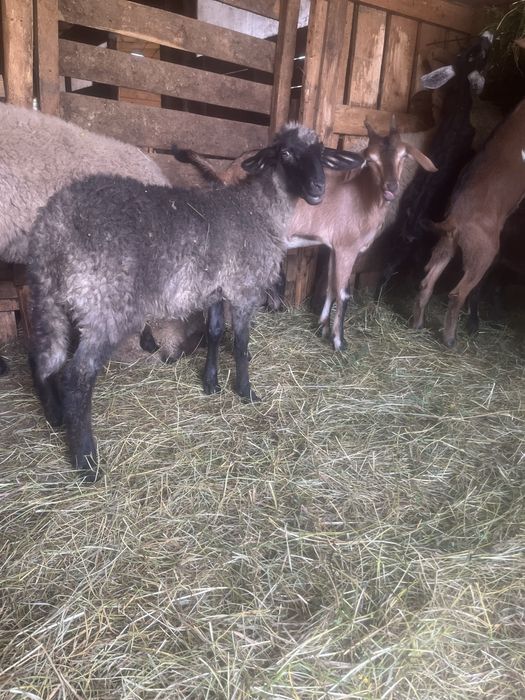 Vând 2 miele metis de suffolk cu carabas