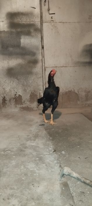 Дакан хўроз сотилади