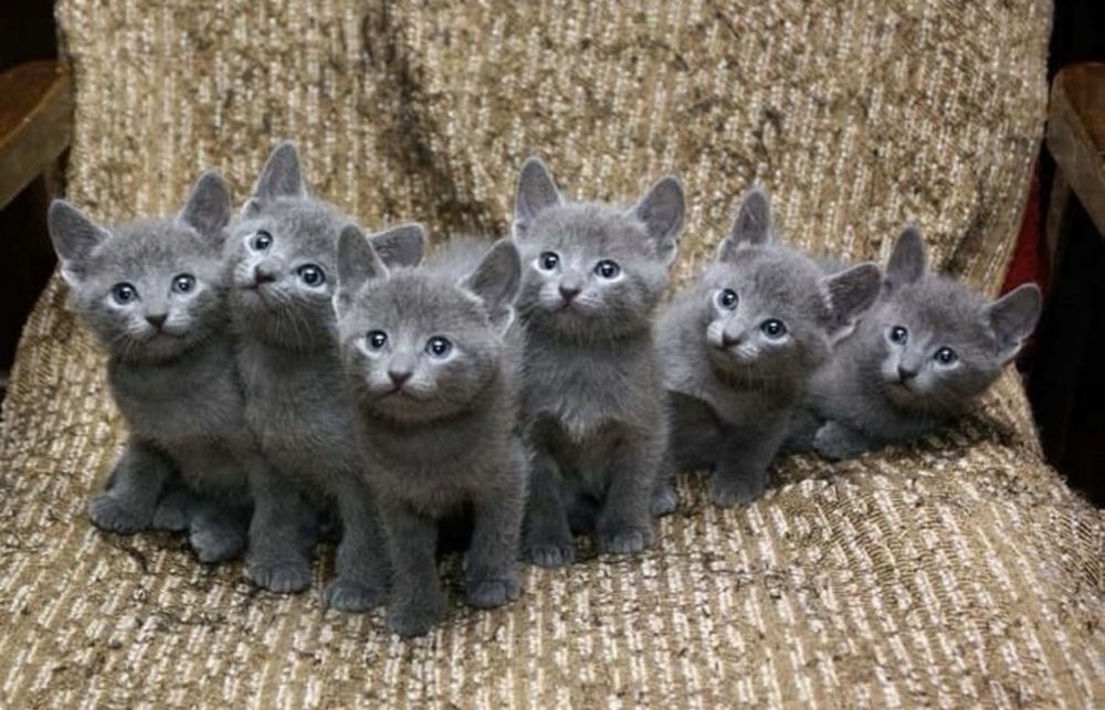 Чистокръвни Руски котета