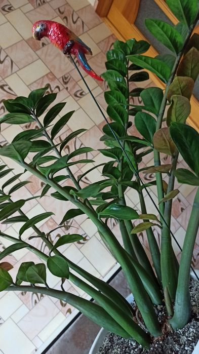 Продам цветок замиакулькас