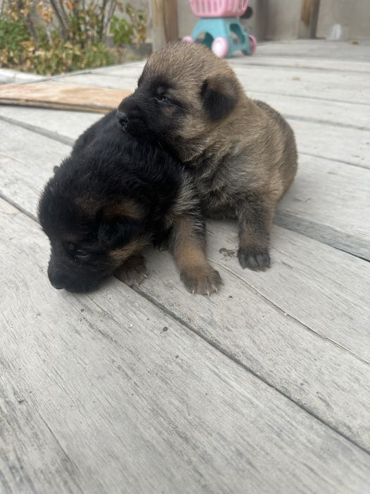 Щенки немецкие продам