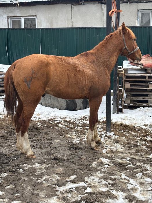 Дөнен міңгі жуас сатылады.