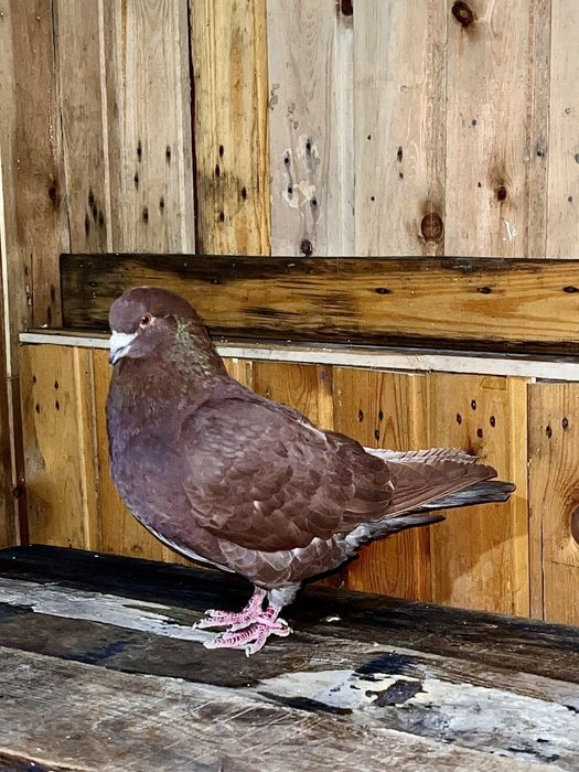 Продам голубей самцы