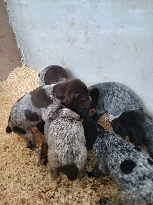 Продавам малки курцхари