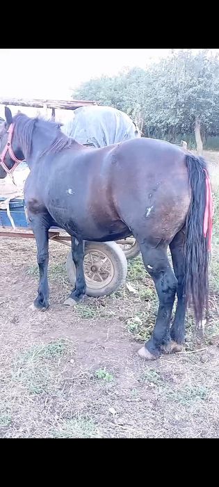 Vând iapă de opt ani cuminte blondă se probează la orice probă mai multe detalii în privat