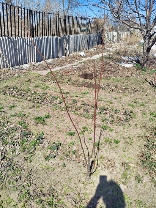 Дача 15соток вост.правый