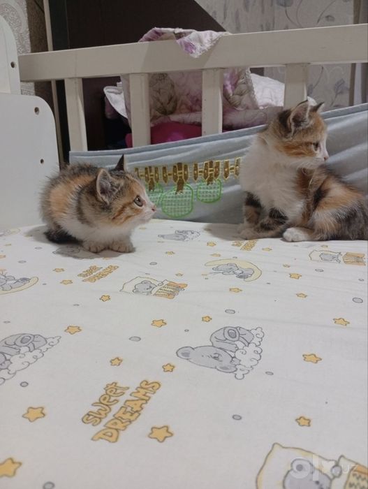 Пристраиваются котята .