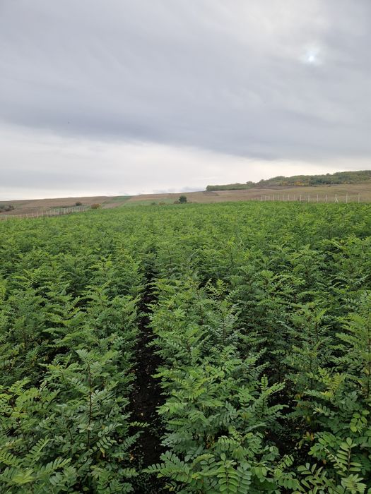 Vand puieți  de salcam certificați