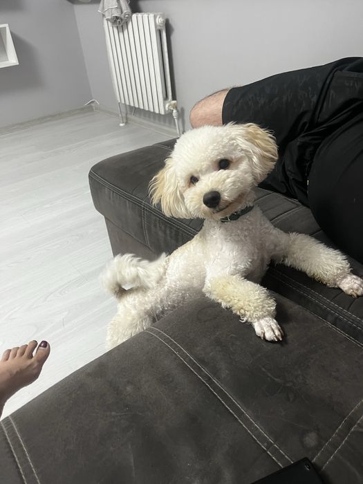 Карликовый пудель