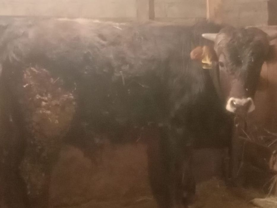 Продам бычка бычок  быки