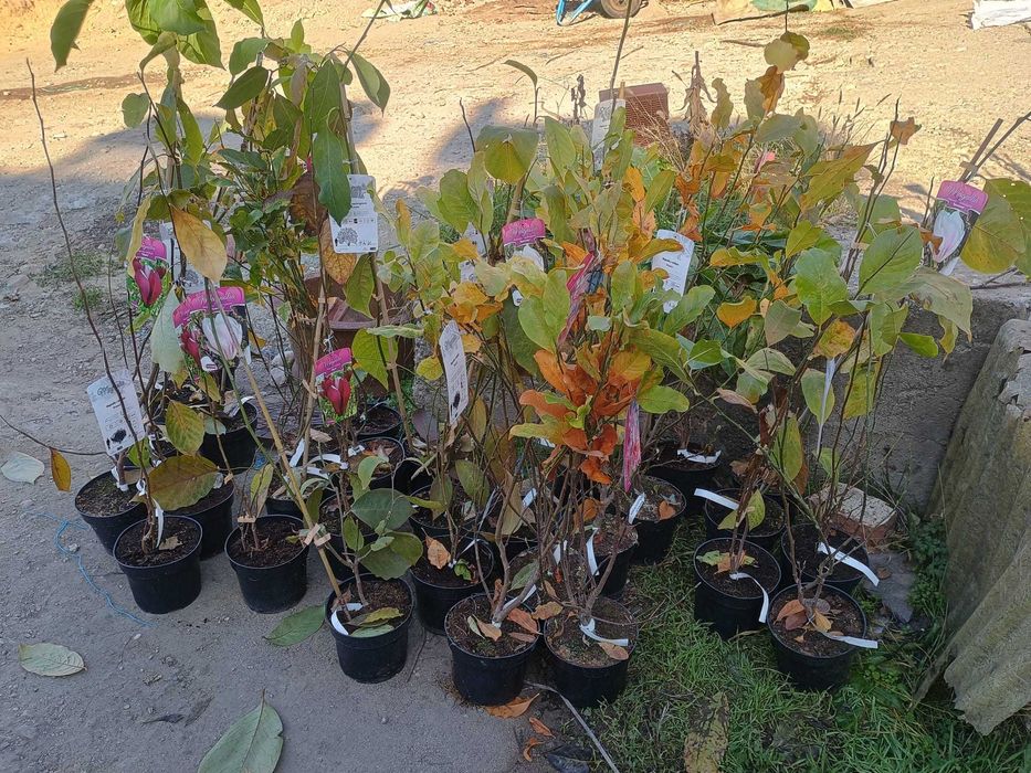 Magnolii la oferta, la ghiveci, diferite soiur, livrare prin curier.