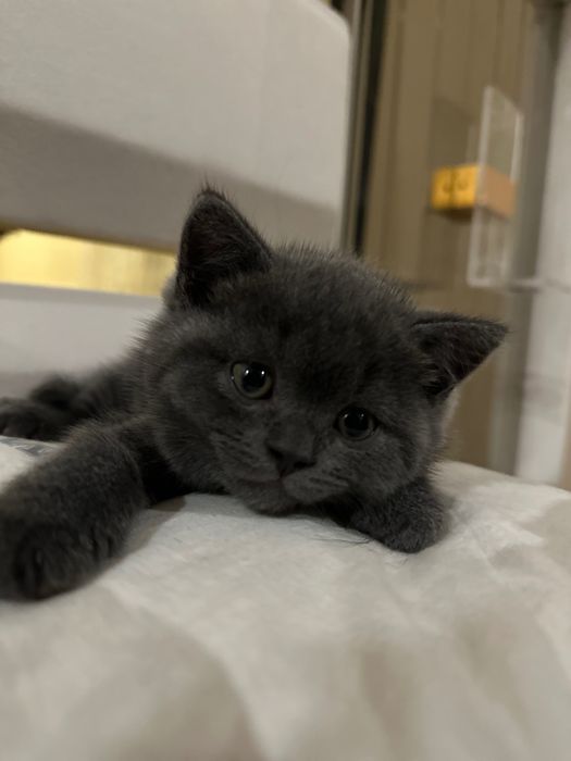 Британски късокосмести