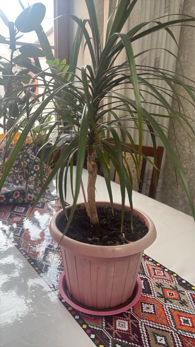 Комнатные цветы