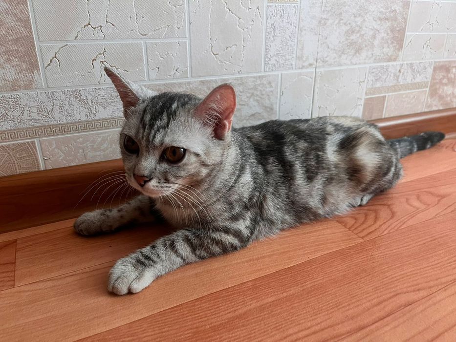 Котёнок по имени Мая