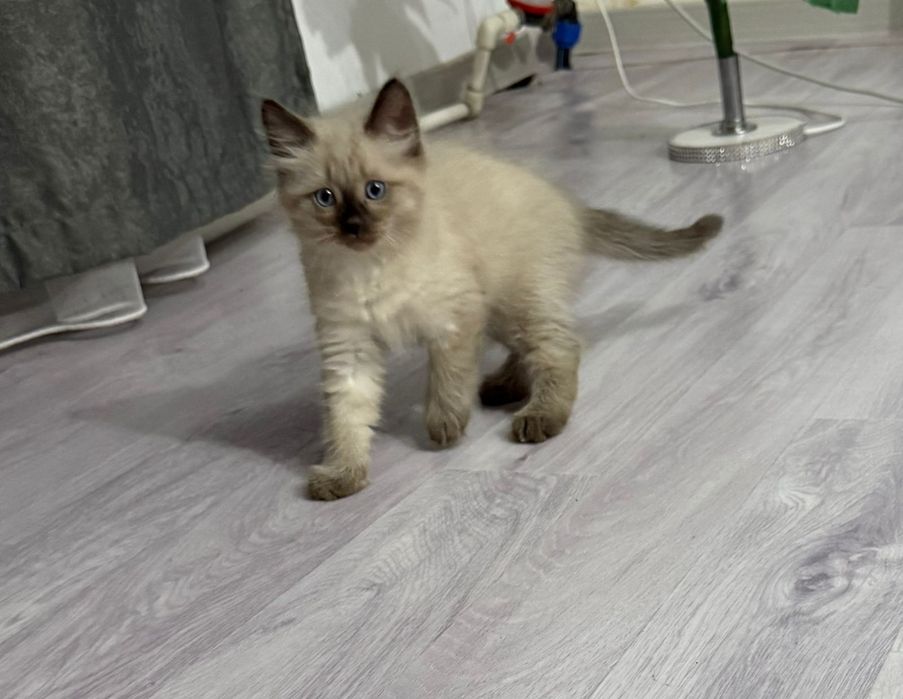 Продам кота сиамку